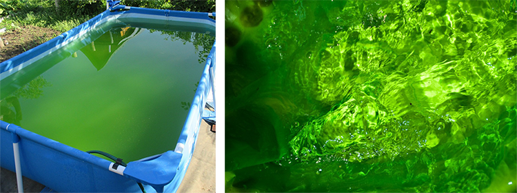 Зеленая вода в бассейне. Зеленый бассейн. Позеленела вода в бассейне. Цветет вода в бассейне. Цветущая вода в бассейне