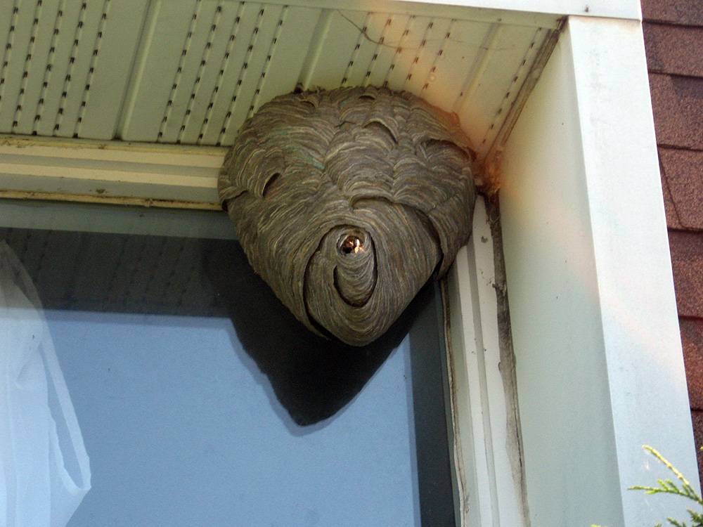 Как избавиться от ос на балконе, способы вывести осиное гнездо своими силами
