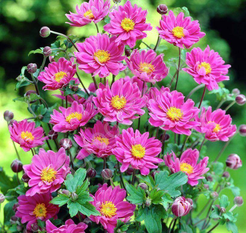Цветы однолетки неприхотливые и красивые, которые цветут все лето
 - 34 фото