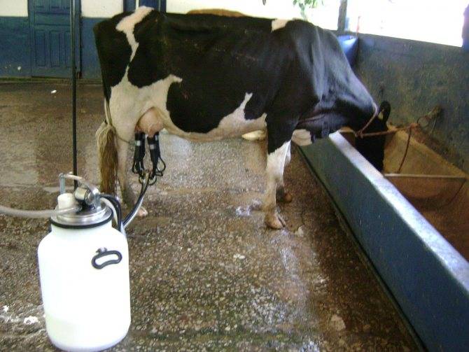 Как сделать кормушку для коров своими руками