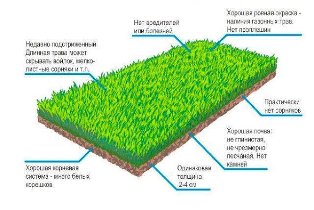 Рулонный газон: устройство, уход и технология укладки своими руками |
