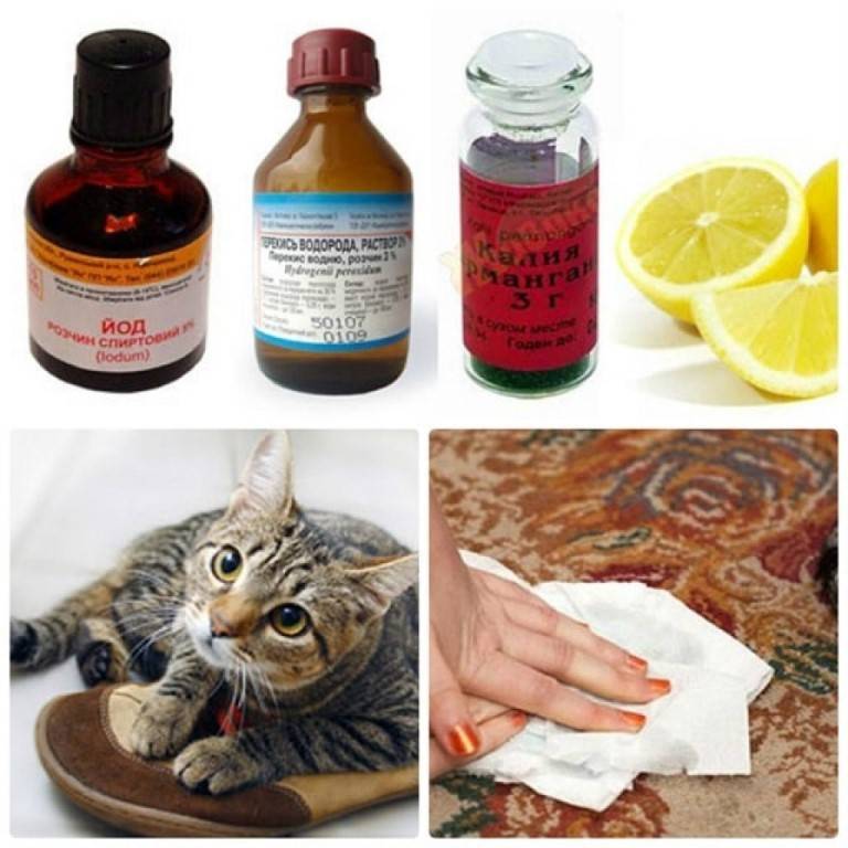 Как избавиться от запаха кошачьей мочи на ковре: самые эффективные подручные средства, народные методы и профессиональная химия