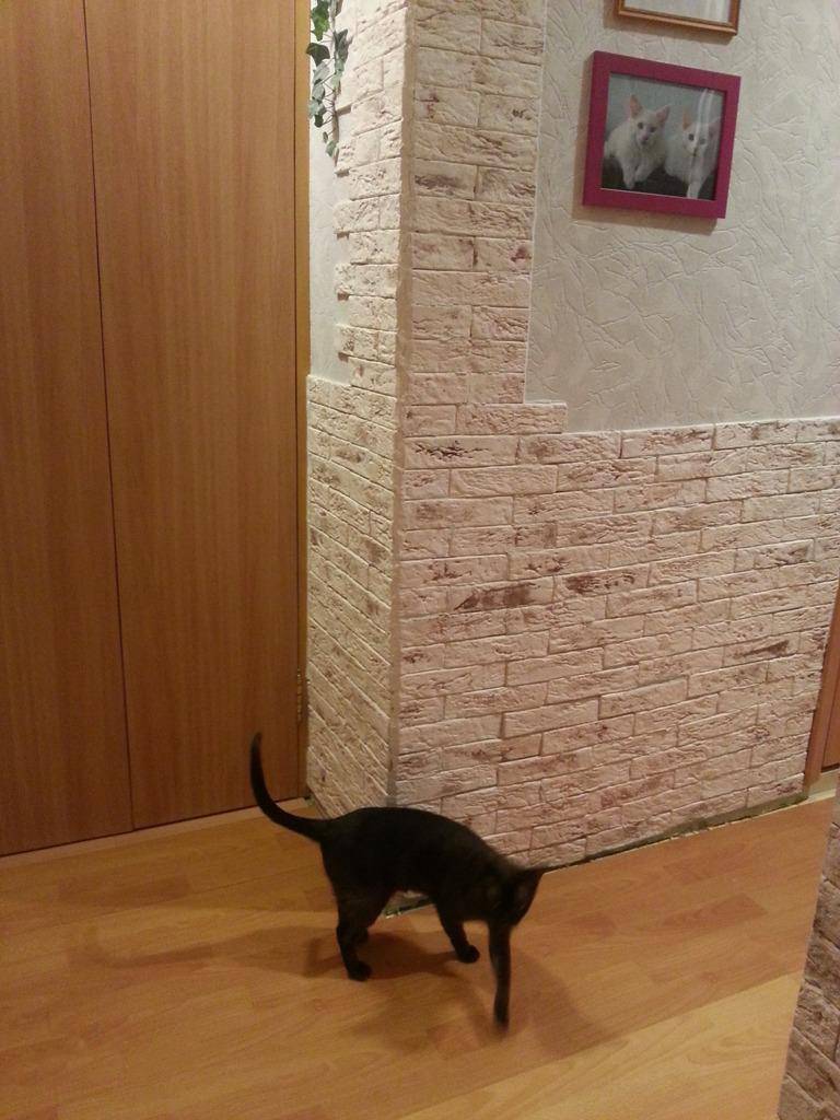 Чем можно отделать стены в коридоре вместо обоев, чтобы коты не драли стены, чем обклеить коридор