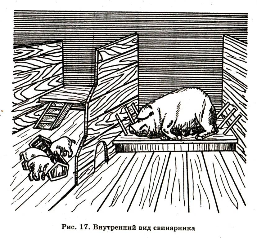 Свинарник: нормы площади на одного животного, пошаговые рекомендации по строительству и обустройству сарая