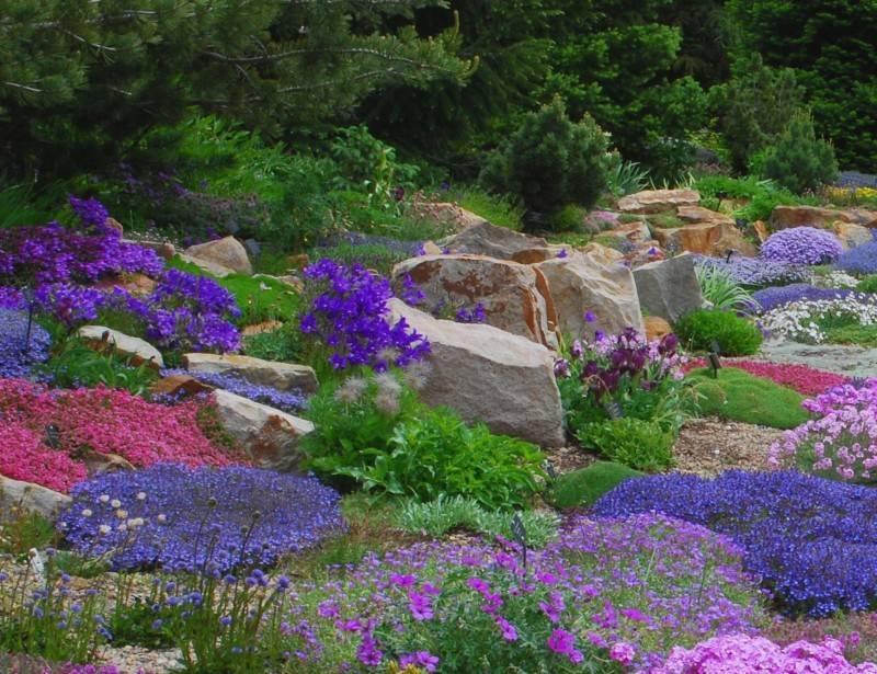 Цветы для альпийских горок: многолетние, фото с названиями