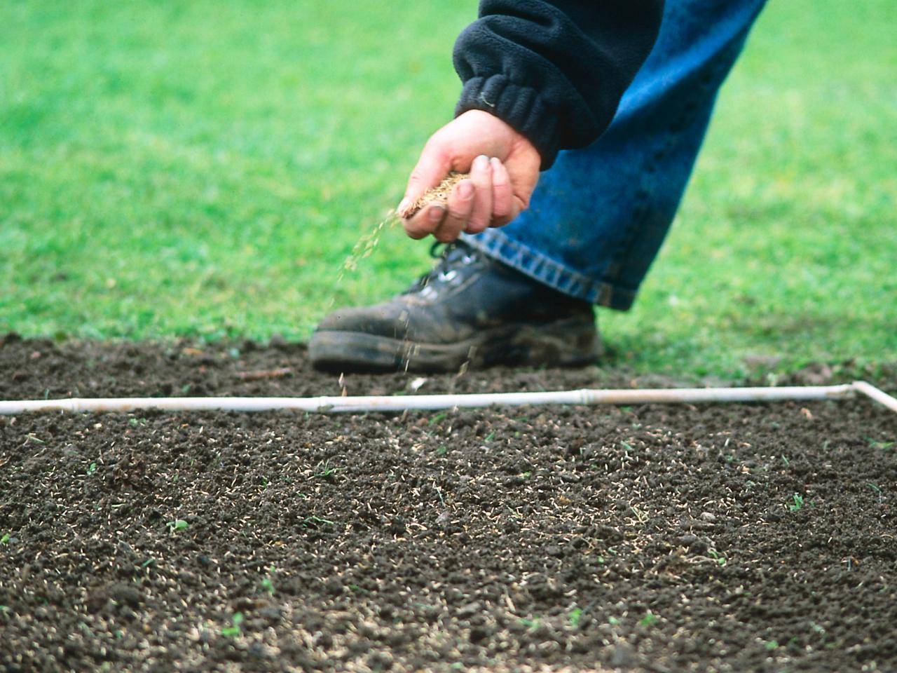 Как устроить газон на заросшем участке: инструкция по посадке газонной травы