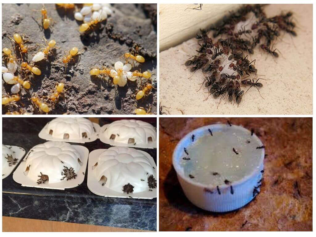 Как избавиться от муравьев?