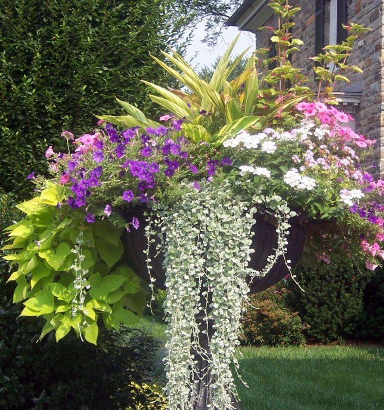 Ампельные растения: цветы в кашпо и горшках, описание, уход и роль в дизайне сада