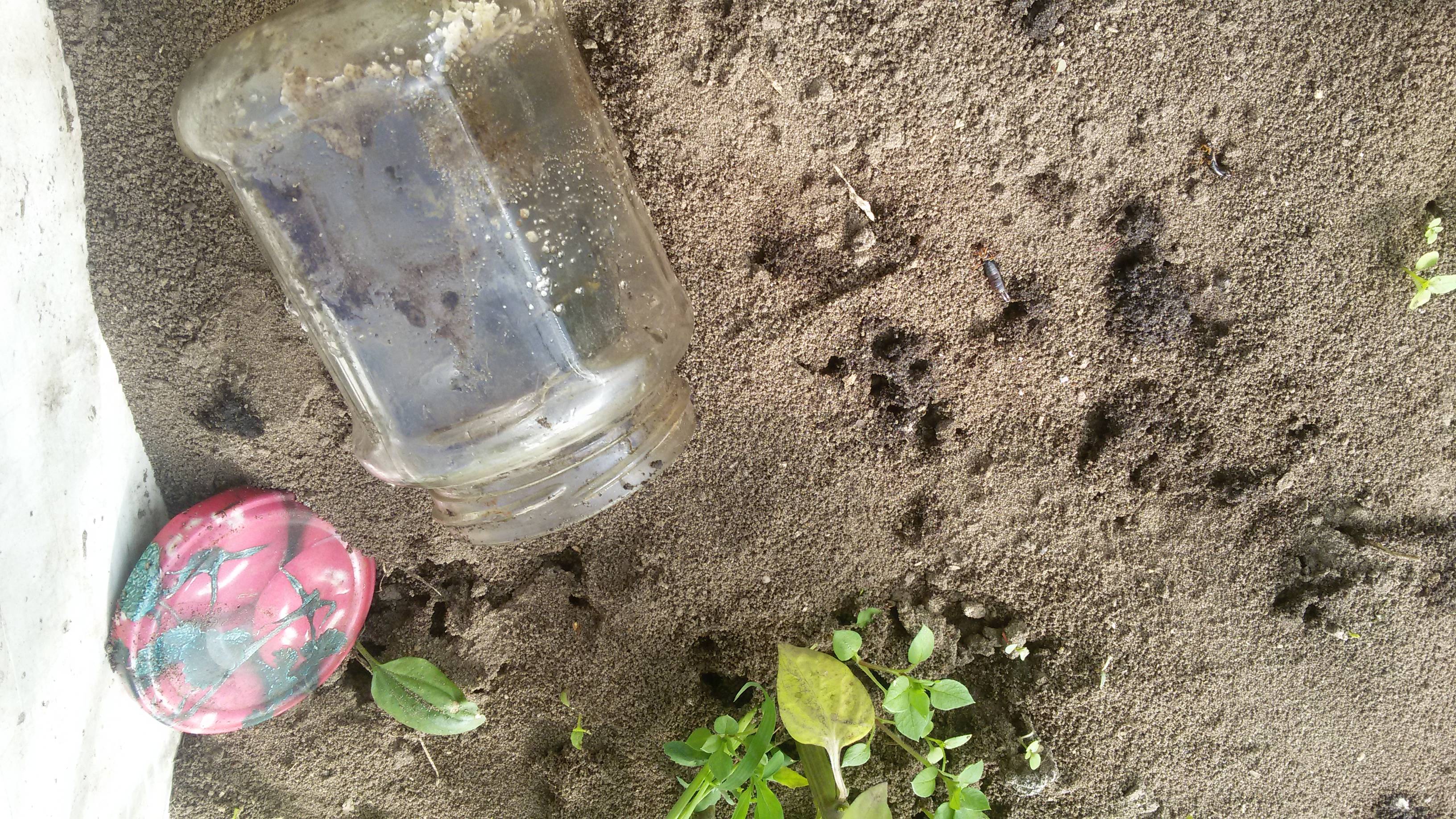 Муравьи в теплице: как избавиться, вред и польза, народные методы уничтожения муравьев и современные препараты