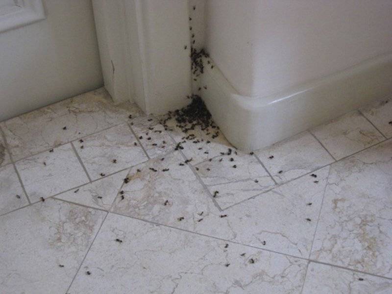 Белые насекомые в туалете и в ванной фото