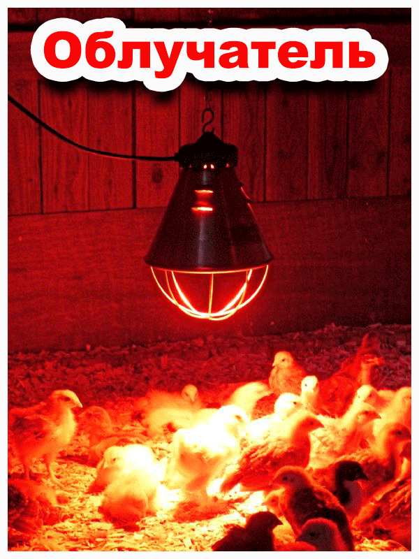 Красная лампа для курятника: какой ик обогреватель выбрать, отзывы